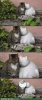 internet-memes-cats-get-lonely-too.jpg