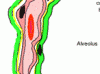 alveolar_diag2.gif