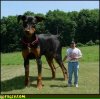 this_man_has_bred_the_worlds_largest_dog.jpg