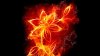 fire flower.jpg