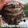 owl.jpg