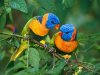 Beautiful Colorful Cute Birds Wallpapers.jpg