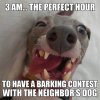 3am-barking-contest.jpg