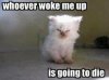 kitten-got-woken-up.jpg