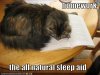 funny-pictures-cat-sleeps-on-homework.jpg