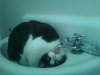 Gymnast_Cat_In_The_Sink.jpg