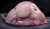 blobfish.jpg