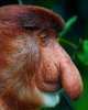 big_nose_monkey_1041.jpg