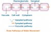 water-movement-pathways.jpeg