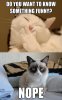 grumpy-cat-funny-jokes.jpg