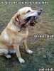 really-funny-dog-joke-9.jpg