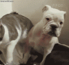 funny-gif-cat-punches-dog.gif