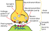 synapse.png