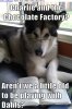 funny-pictures-animal-memes-condescending-literary-pun-dog-never-too-old.jpg