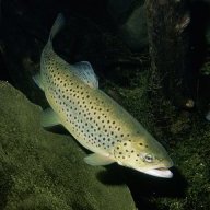 mariumirfan