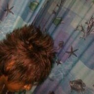 yannish