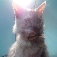 Meow 198