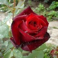Rawanshamel