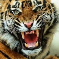 tiger619