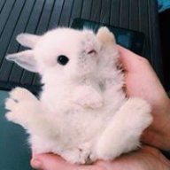 nini pipi