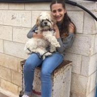 Carol awwad