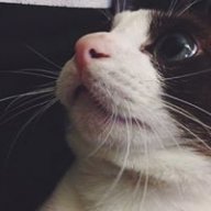 hleechamp