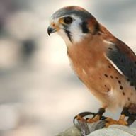 mspatel