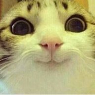 catscatscats