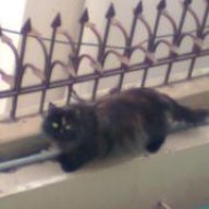 sherry93