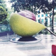 Apple Sunshine