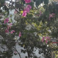 aleeshaasim5