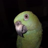 deegull