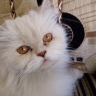 Catcatcat4