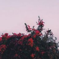 areesh kashif