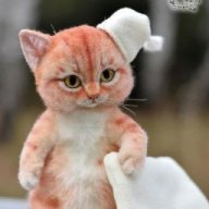Chocolate cat