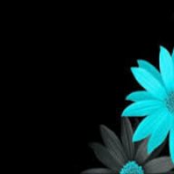 black_roses57