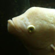 machole6