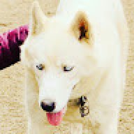 KnightWolf