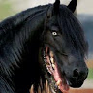 Horses