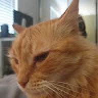 tigermagnus