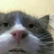 MiServonoLeRisposte0