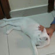 Lovely Cat