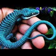 curvedlizard