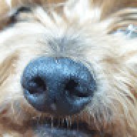 do_the_flop_dog