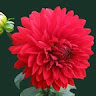 Kamal ahmed
