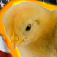chicken74