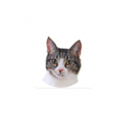 thomasarlo
