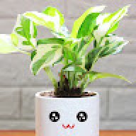 Mr_Plant126