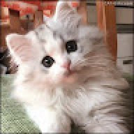 imanuelc