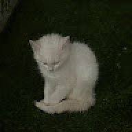 anamham